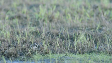 Juvenile-lapwing-chick-walking-and-hiding-in-grass