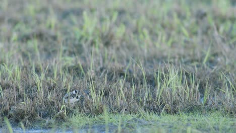 pollito juvenil que camina y se esconde en la hierba