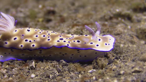 Nudibranches-Risbecia-Tryoni-Mostrando-El-Comportamiento-De-Los-Relaves,-Filmado-Bajo-El-Agua-En-El-Fondo-Arenoso-En-El-Indo-pacífico,-Primer-Plano-De-Izquierda-A-Derecha