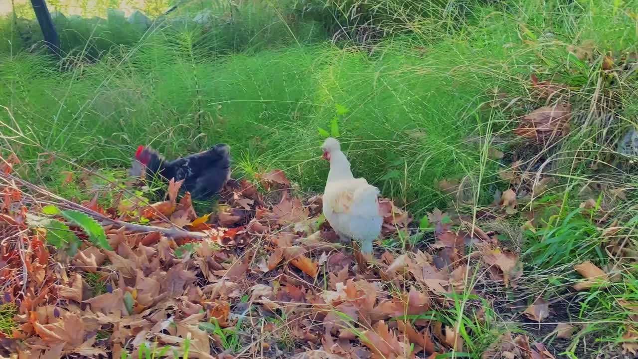 Handheld View Of Free Roaming Black And White