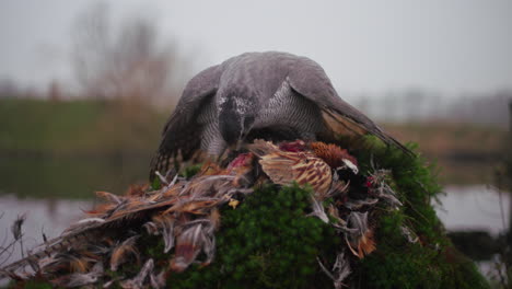 hawk feeding on pheasant