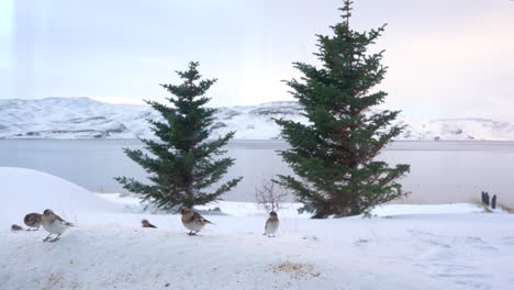 grupo de pajaritos asustados comiendo de la nieve