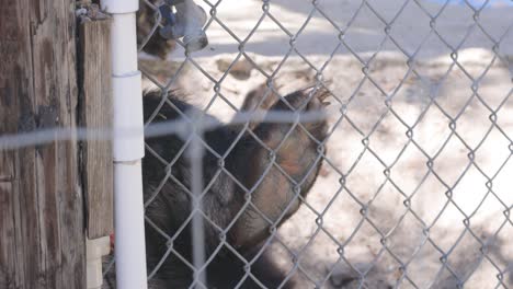 soportar el pie contra la valla en el recinto cercado para animales