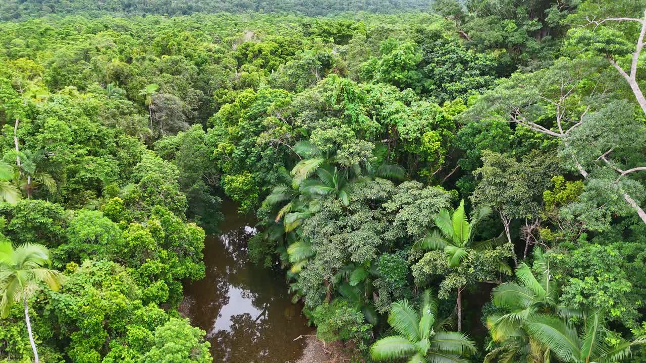 Drone footage captures dense green foliage and a winding creek in Port Douglas, Australia, under soft natural lighting