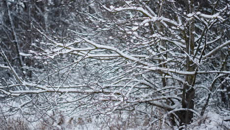 snow covering bare trees in winter forest close up. snow-covered frozen plants.