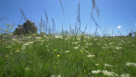 walking in a wild green field in the alsatian mountains with epic view on the valley in slow motion in france during summer blue sky and landscape feelings