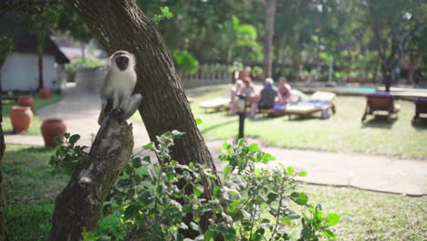 guenon monkey sitting on low tree branch watching hotel guests. vervet monkey in slow motion, looks up and around. african primate is very social with humans.