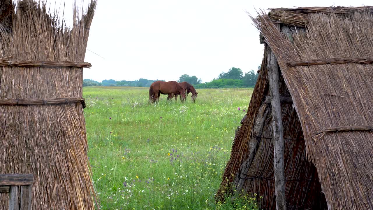 tres caballos aghal teke pastando, enmarcados por refugios de paja, bugacpuszta, hungría