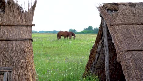 Three-Aghal-Teke-horses-grazing,-framed-by-thatched-shelters,-Bugacpuszta,-Hungary