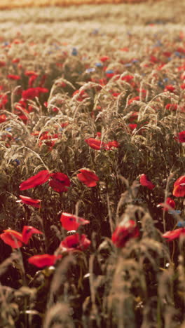 amapolas rojas en un campo