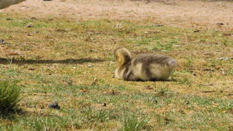 goslings resting and standing up foraging food together, close up