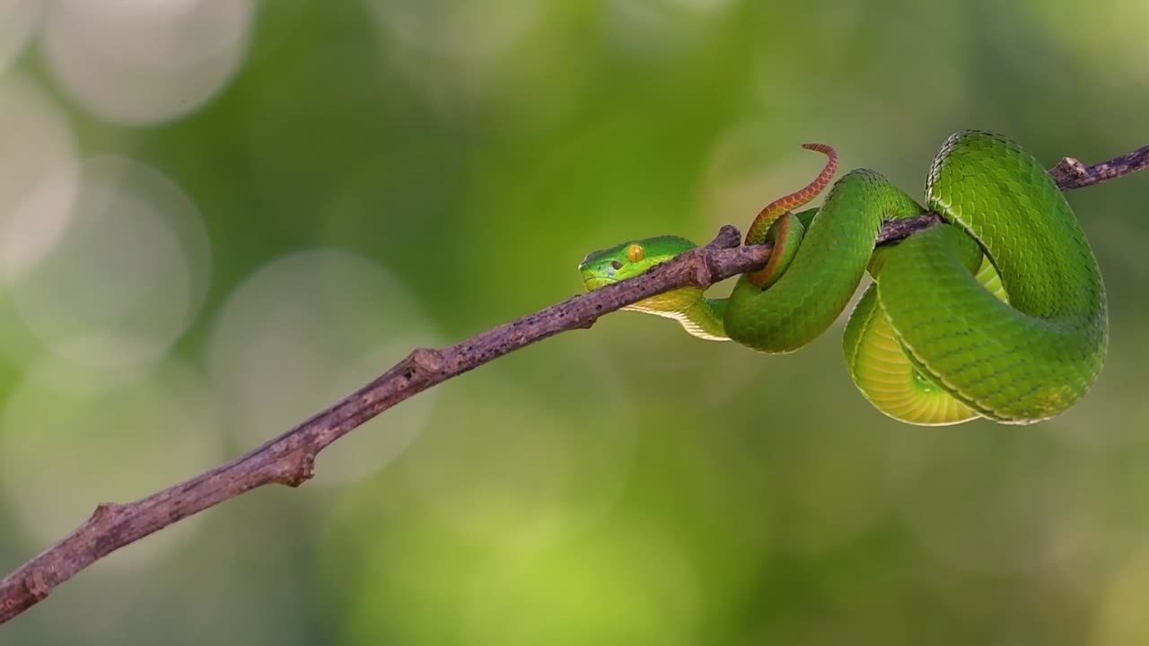 흰입술독사는 동남아시아 고유의 독사로 밤에 많은 음식이 있는 수역 근처의 나무 가지나 가지에서 기다리는 동안 종종 발견됩니다.