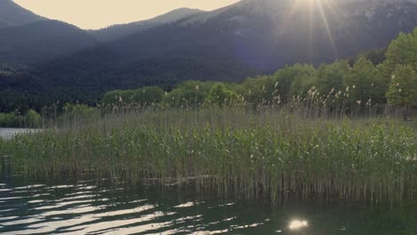 Toma-Cinematográfica-Lenta-De-Plantas-Del-Lago-Contra-La-Luz-Del-Sol