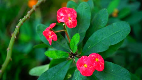 flower in the garden shined at sun-60