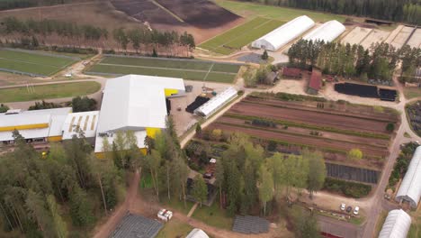 un tranquilo vivero de pinos en letonia con filas de pinos jóvenes, bien dispuestos y prósperos
