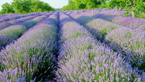 perspectiva personal de la vista de caminar en un campo con plantas de lavanda al amanecer.
