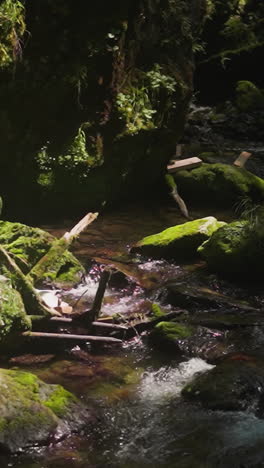 shallow creek with huge mossy rocks and fallen branches in forest. clear river with small rapids runs across virgin nature. wilderness scene beauty