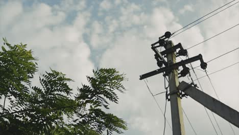 static shot of bright greenery beside a large wooden electric communication pole