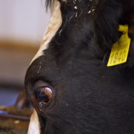 feed food for herd cow
