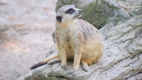 meerkat or english meerkat a small creature from the homeland of mongooses meerkat or english meerkat a small creature from the homeland of mongooses the only living representative of the genus suricata