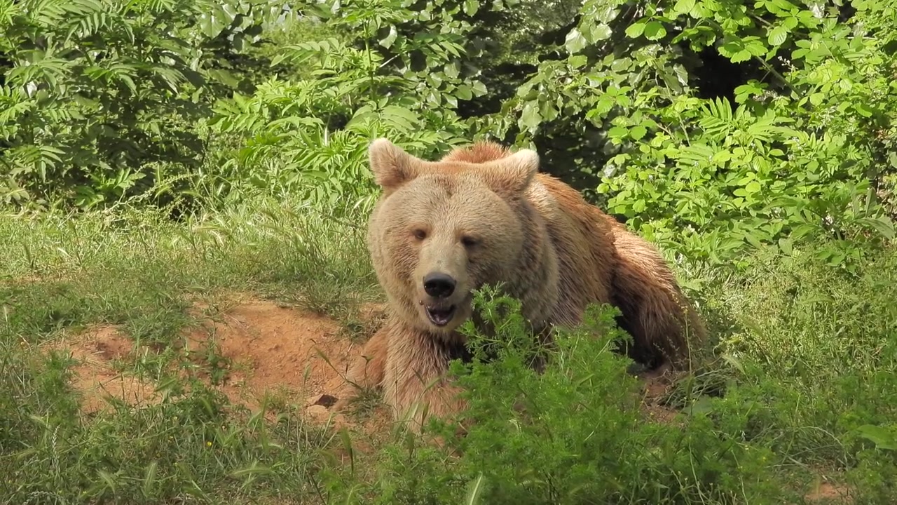 Orso bruno che riposa in una radura erbosa della foresta