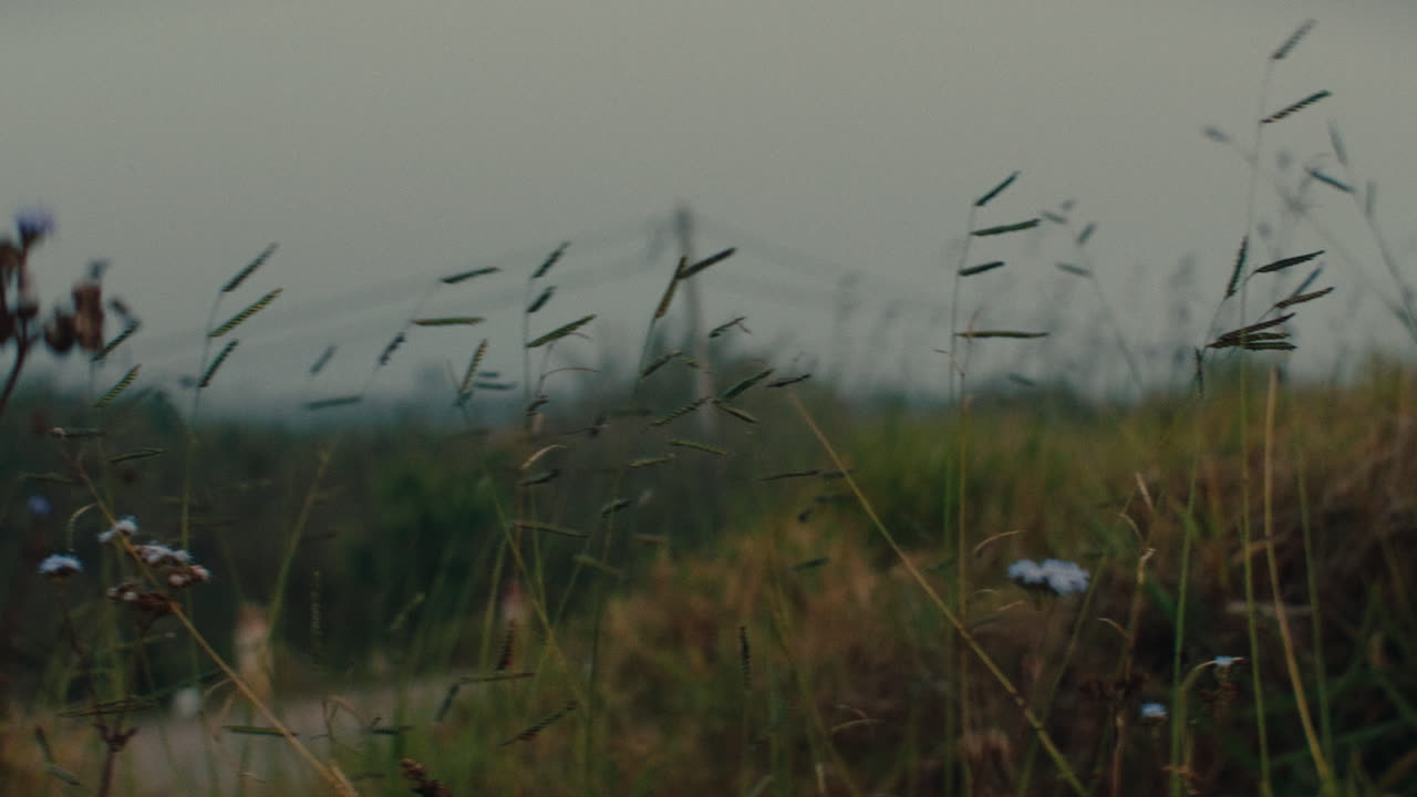 Misty Field with Flowers