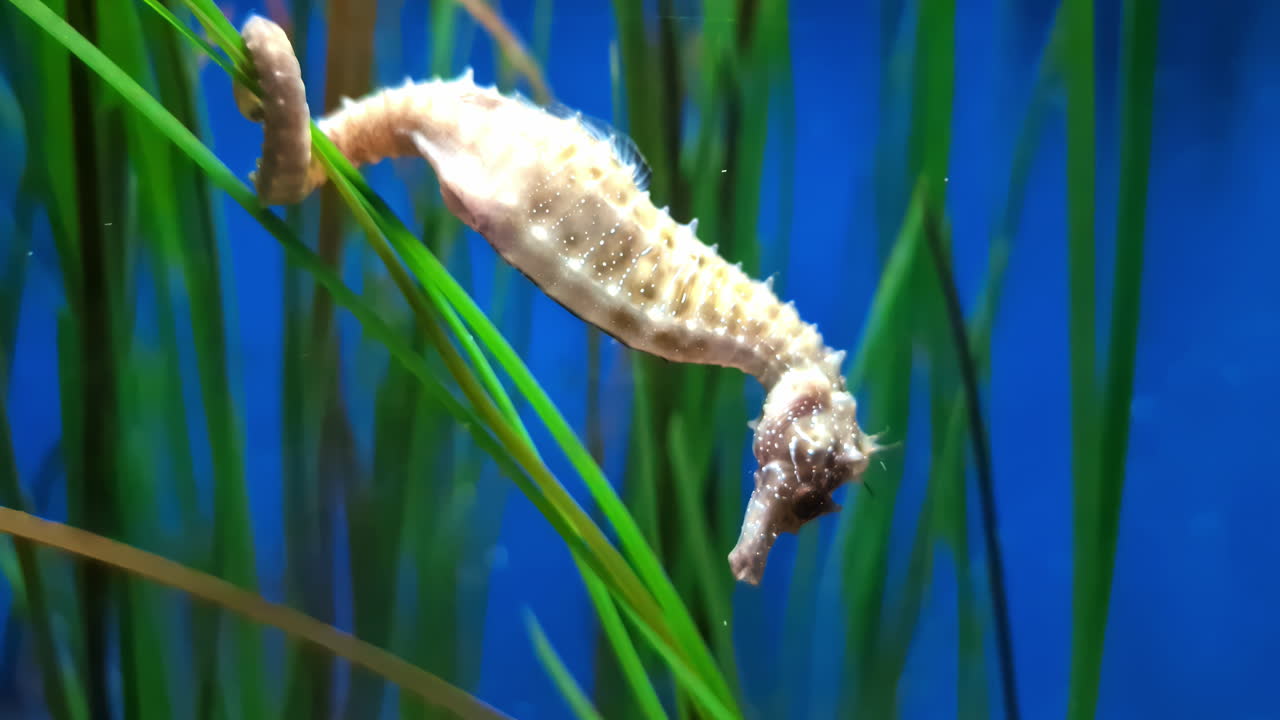 Dwarf seahorse hanging from seagrass at the bottom of the aquarium - Hippocampus zosterae