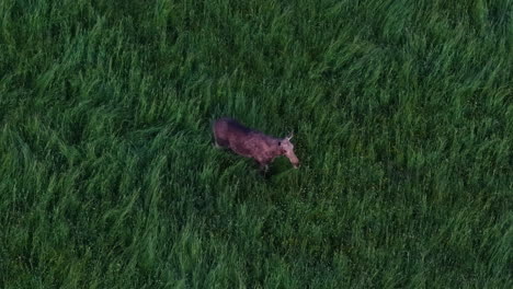 female moose walking in a tall grass meadow. aerial top down view