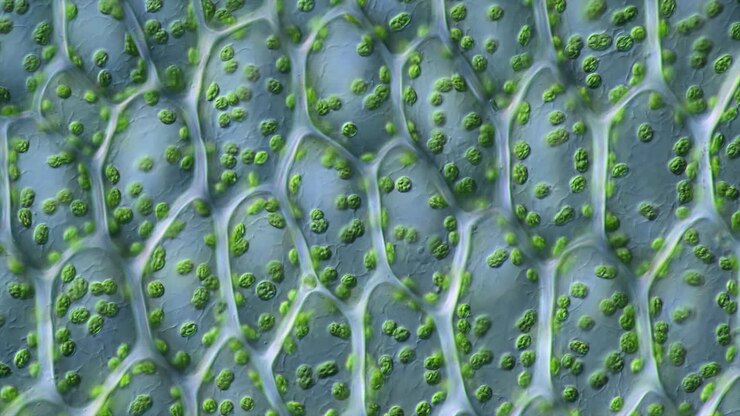 Microscopic View of Plant Cells with Chloroplasts