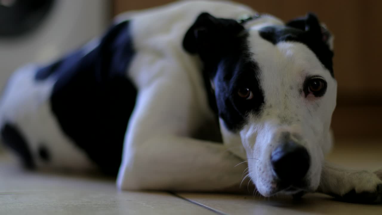 Sad looking dog lying on a tiled floor