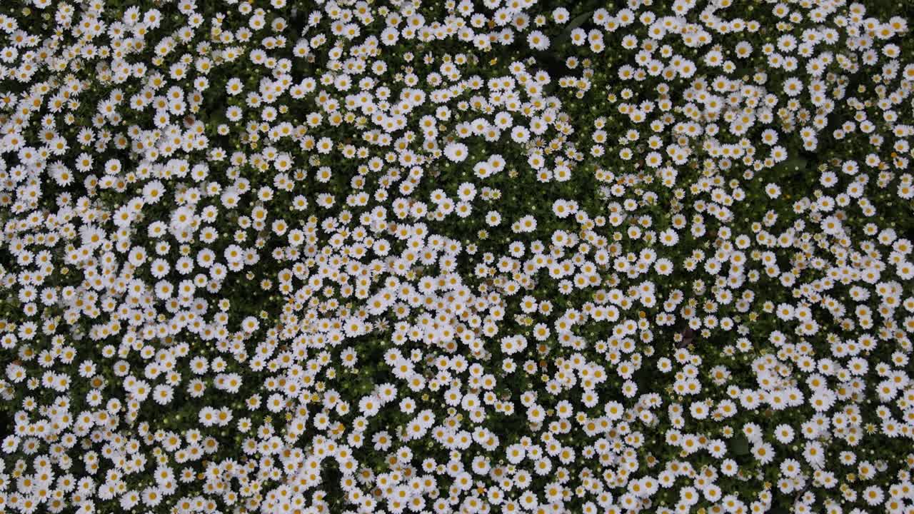 y la temporada de margaritas tulipán drone video emirgan sariyer istanbul pavo