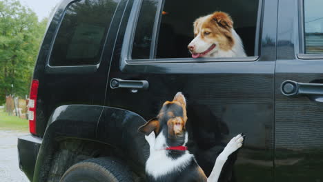 the dog is waiting for the owner in the car