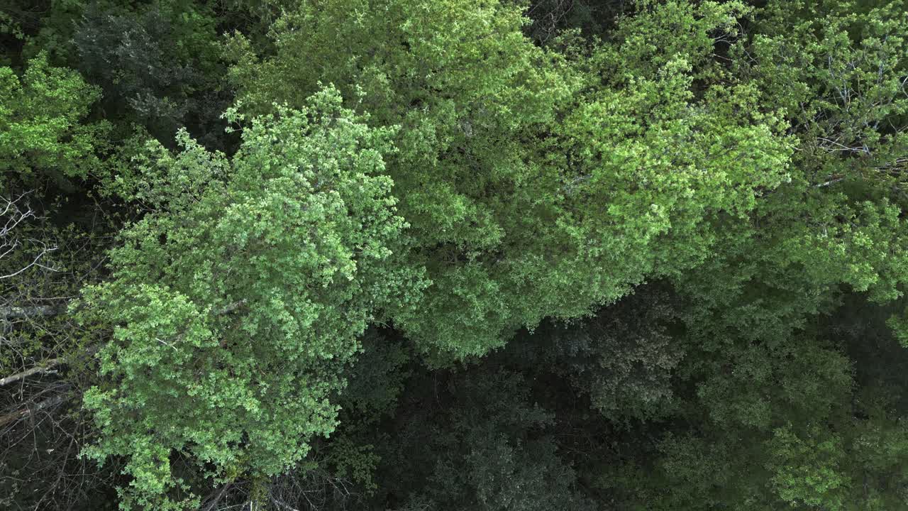 Green forest canopy gliding smoothly from aerial perspective, revealing intricate natural pattern of intertwining leaves and branches against vibrant woodland landscape