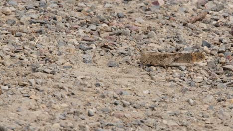 Grasshopper-stridulates-by-rubbing-legs-against-body-on-pebble-ground