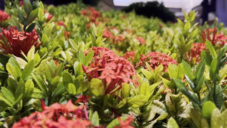 red flowers seen at night in dubai city