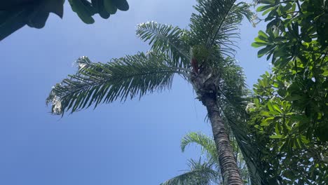 rotating view upwards to leaves and palm trees with blue sky