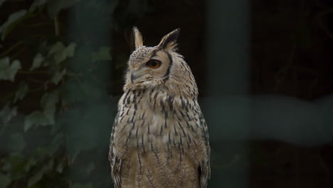 cerca de un búho real indio sentado en una rama en una gran jaula de pájaros