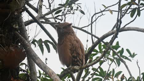 Ein-Jungvogel,-Der-Vor-Seinem-Nest-Auf-Die-Kamera-Starrt-Und-Dann-Den-Kopf-Bewegt-Und-Nach-Oben-Schaut,-Buffy-Fish-Owl-Ketupa-Ketupu,-Khao-Yai-Nationalpark,-Thailand