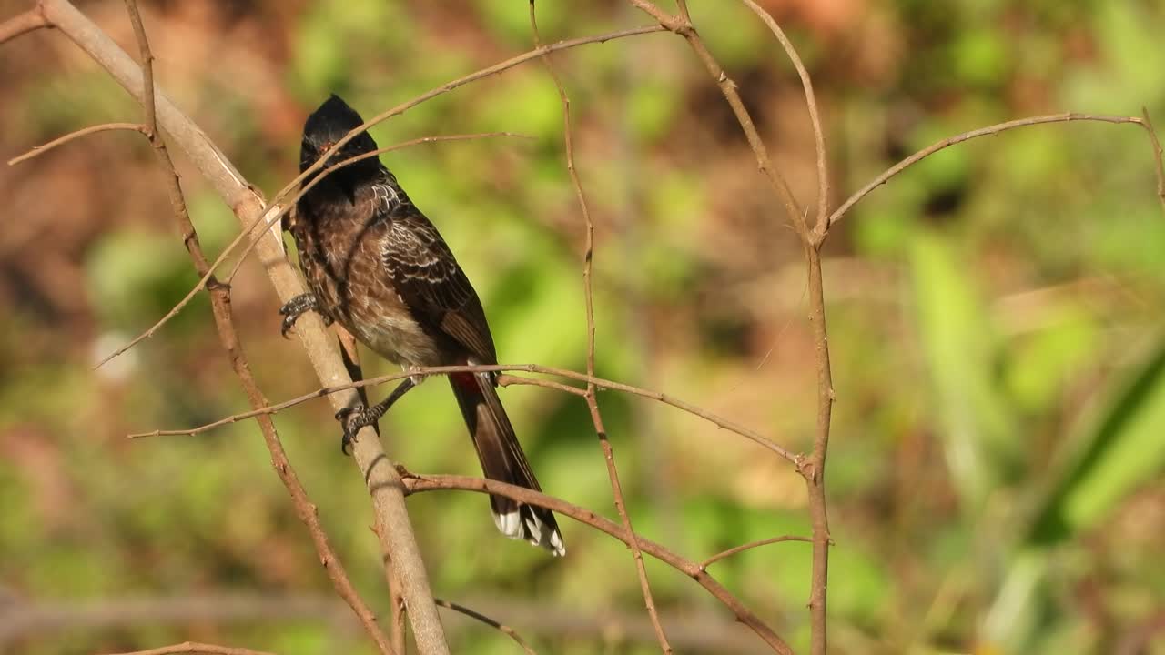 bulbul ventilado rojo en el árbol