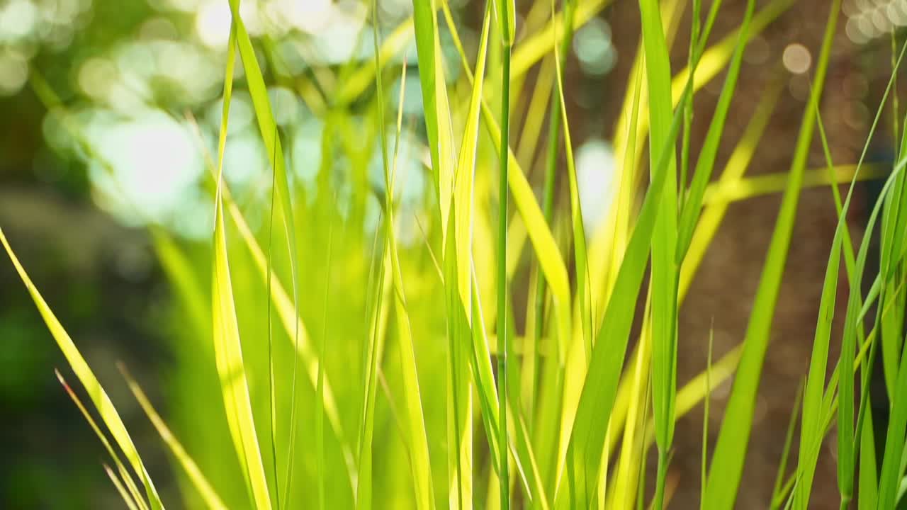 vídeo en primer plano de la hierba verde alta balanceándose suavemente a la luz del sol, capturando el movimiento pacífico y los colores vibrantes de la naturaleza en un entorno al aire libre sereno