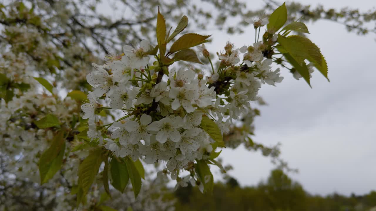 impresionante primer plano de las flores blancas de un manzano en una rama en galicia, españa