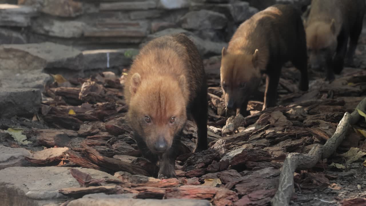 Cane delle boscaglie (Speothos venaticus) in natura. I cani delle boscaglie si trovano da Panama in America Centrale, attraverso gran parte del Sud America
