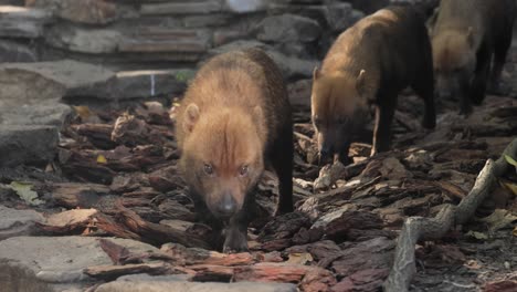 bush dog (speothos venaticus) in nature. bush dogs are found from panama in central america, through much of south america.