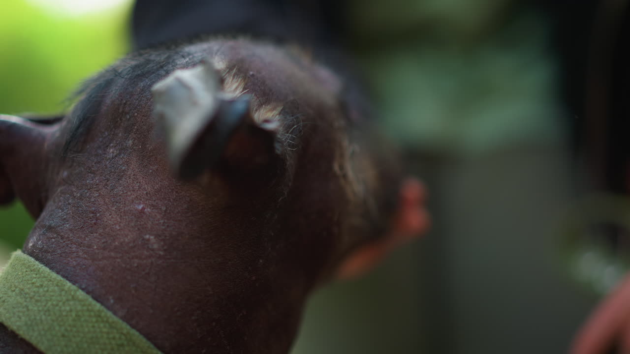 Expressive Hairless Dog Encounters Human Touch, Intimate Scene Of Smoothskinned Dog Responding Calmly To Owner, Closeup Of Hairless Canine Softly Engaging With Human Hand In Tender Moment