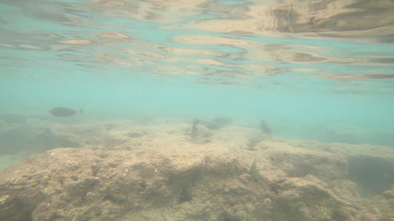 arrecife lleno de variedades de peces tropicales en la bahía de hanauma, hawaii