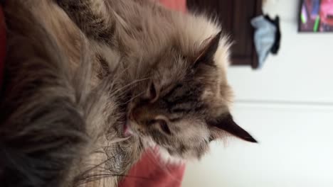 disparo de primer plano vertical de un feliz cabello largo gris hermoso gato de muñeca de trapo femenino adulto que se prepara en la parte superior de la cama de su dueño en un apartamento