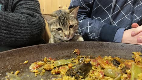 funny thief cat tries to get some food from a spanish traditional food “paella” during a family meeting