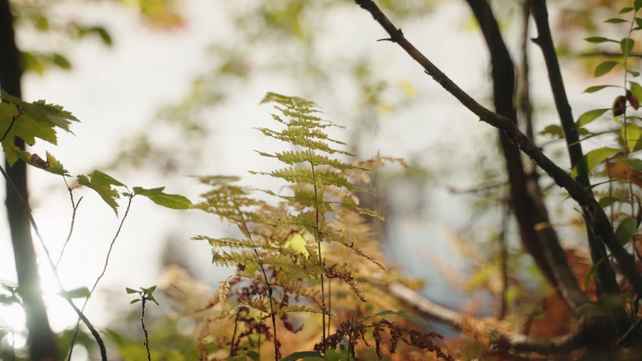 Delicate ferns and leaves in an autumn forest with soft sunlight, North America, Quebec, Montreal, Canada.