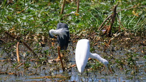 wild majestic bird