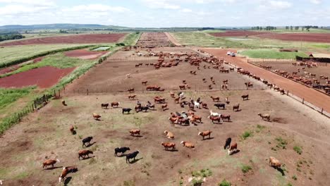 Eine-Weitläufige-Rinderfarm-In-Argentinien,-Die-Sich-Der-Viehzucht-Für-Die-Renommierte-Argentinische-Rindfleischindustrie-Widmet